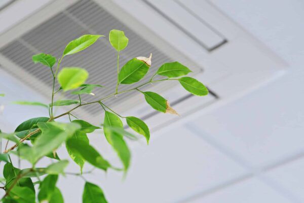 A green indoor plant with some brown-tipped leaves sits near a white ceiling air vent in a modern, well-lit room—an ideal setting after expert AC Installation North Attleboro, MA, ensures perfect climate control.